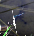 Northern Bluet Damselfly - Submitted by: Peter Hourie<br>
Common Name: Northern Bluet Damselfly<br>
Scientific Name: Enallagma cyathigerium<br>
Location: Still water ponds in the area of Vancouver, British Columbia