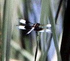 Widow Skimmer (male), Libellula luctuosa