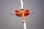 Flame Skimmer (AKA Red Skimmer), Libellula saturata