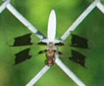 White-tailed Dragonfly, Plathemis lydia