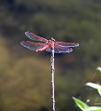 Unknown Dragonfly - Where taken: In tidal wetlands near Vancouver, British Columbia