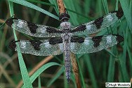 Spotted Skimmer, Libellula pulchella