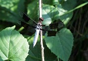 White-tailed Dragonfly, Plathemis lydia