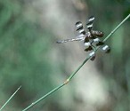 Twelve-spotted Skimmer, Libellula pulchella